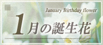 1月の誕生花