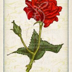 バラ：薔薇 花言葉 誕生花 イラスト