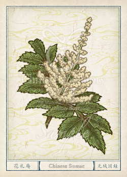 ヌルデ：白膠木 カチノキ：勝の木 花言葉 誕生花 イラスト